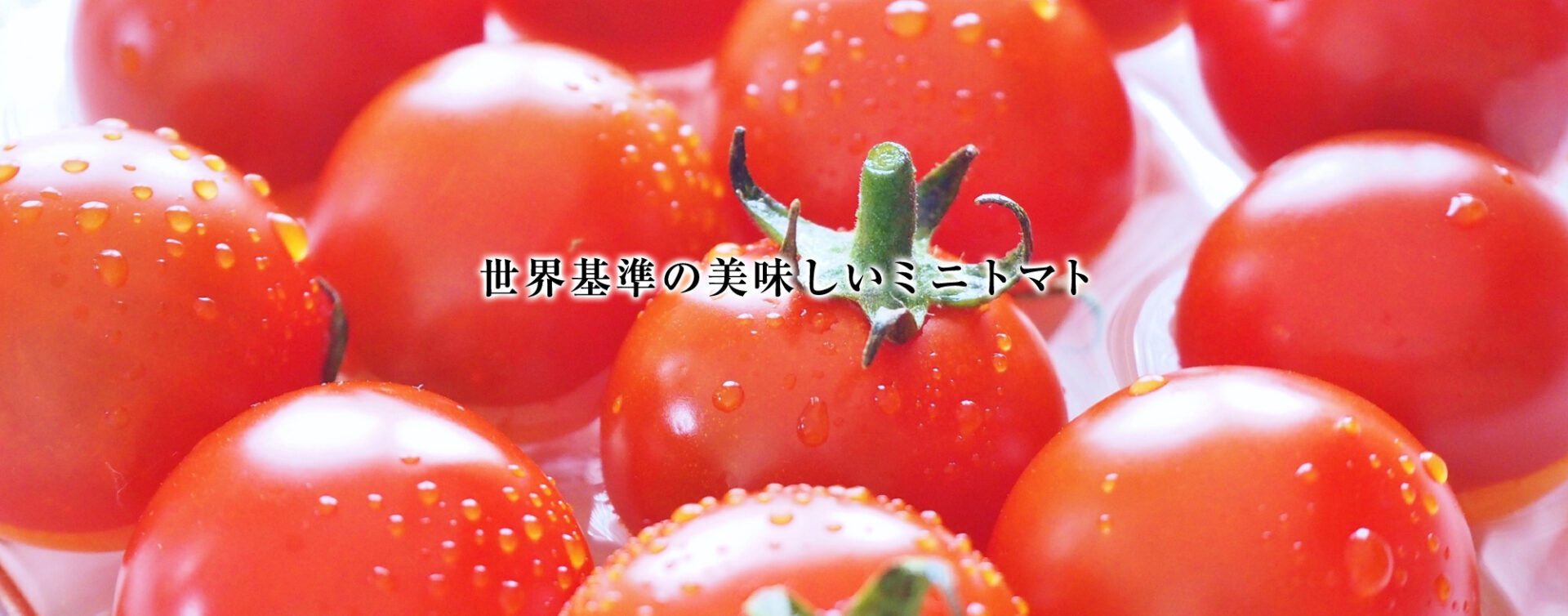 世界基準の美味しいミニトマト